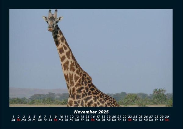 Produktbild: Giraffen 2025 Fotokalender DIN A4