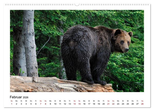 Produktbild: Braunb&auml;ren in Alaska (Wandkalender 2026 DIN A2 quer), CALVENDO Monatskalender