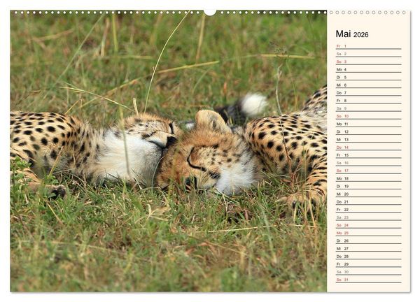 Produktbild: Geparden - Ein Leben in Afrika (Wandkalender 2026 DIN A2 quer), CALVENDO Monatskalender