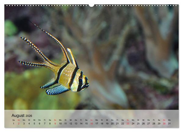 Produktbild: Knallbunte Wasserwelt. Die Welt der Fische (hochwertiger Premium Wandkalender 2026 DIN A2 quer), Kunstdruck in Hochglanz