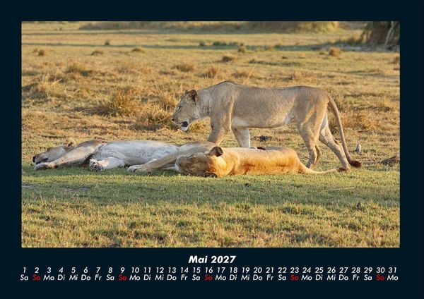Produktbild: L&ouml;wen in der Wildnis 2027 Fotokalender DIN A4