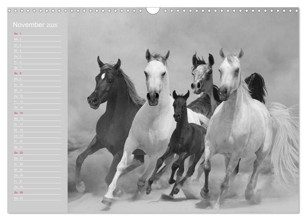 Produktbild: Arabische Pferde (Wandkalender 2026 DIN A3 quer), CALVENDO Monatskalender