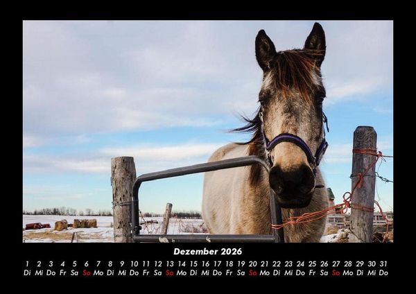 Produktbild: Pferdetraum 2026 Fotokalender DIN A3