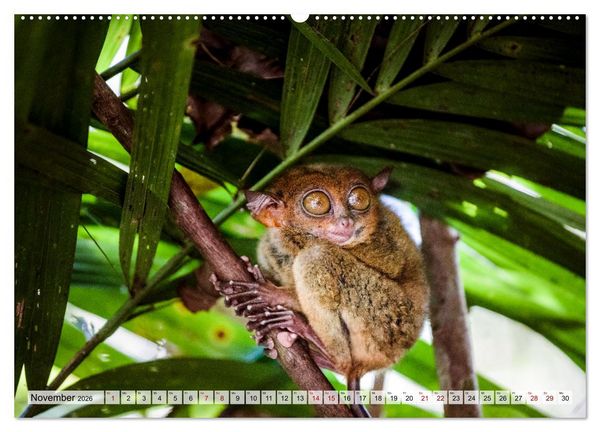 Produktbild: Philippinen - Land der Naturwunder (Wandkalender 2026 DIN A2 quer), CALVENDO Monatskalender