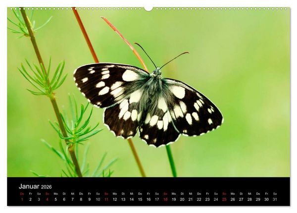 Produktbild: Schmetterlinge (Wandkalender 2026 DIN A2 quer), CALVENDO Monatskalender