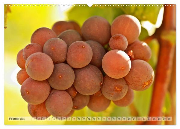 Produktbild: Wein- und Rebsorten aus Rheinland-Pfalz (hochwertiger Premium Wandkalender 2025 DIN A2 quer), Kunstdruck in Hochglanz