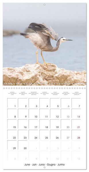 Produktbild: Rencontres animali&egrave;res (Calendrier mural carr&eacute; 2026 30x30 cm) Calendrier double avec une page pour vos prises de notes