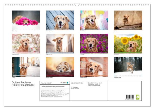 Produktbild: Golden Retriever Hailey Fotokalender (Wandkalender 2026 DIN A2 quer), CALVENDO Monatskalender