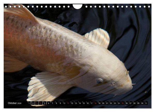Produktbild: Nishikigoi oder Koi Karpfen (Wandkalender 2026 DIN A4 quer), CALVENDO Monatskalender