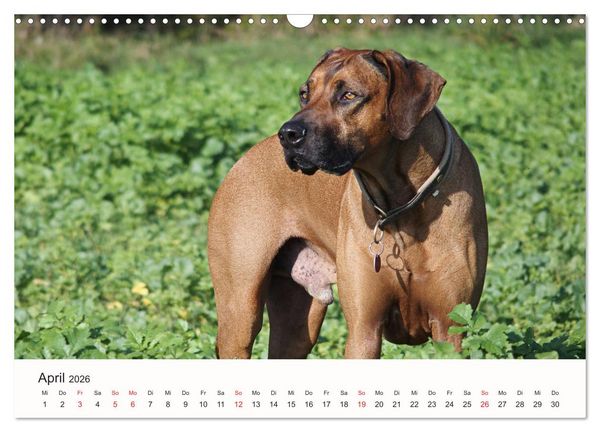 Produktbild: Rhodesian Ridgeback Sch&ouml;nheit aus Afrika (Wandkalender 2026 DIN A3 quer), CALVENDO Monatskalender