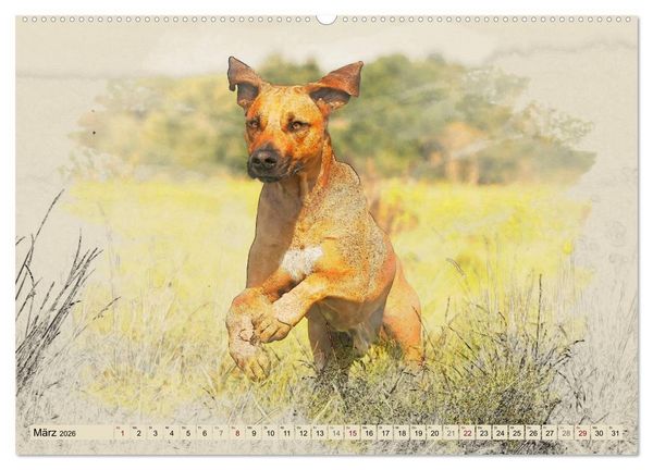 Produktbild: Rhodesian Ridgeback 2026 (hochwertiger Premium Wandkalender 2026 DIN A2 quer), Kunstdruck in Hochglanz