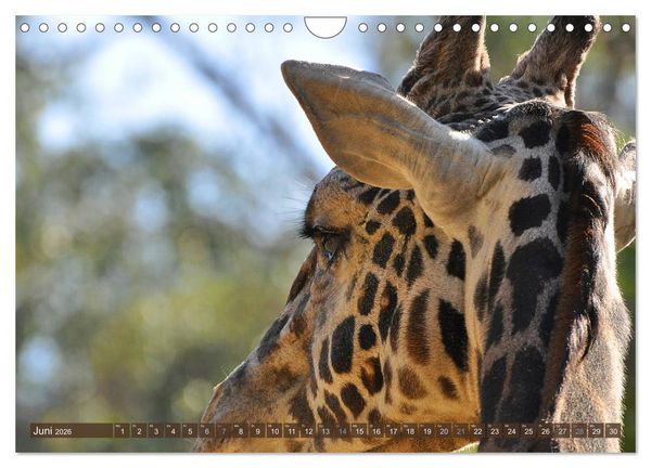 Produktbild: Wilde Tiere - Die sch&ouml;nsten Portraits (Wandkalender 2026 DIN A4 quer), CALVENDO Monatskalender