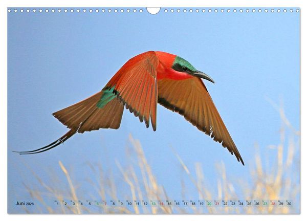 Produktbild: V&ouml;gel in Afrika - Magie der Farben (Wandkalender 2026 DIN A3 quer), CALVENDO Monatskalender