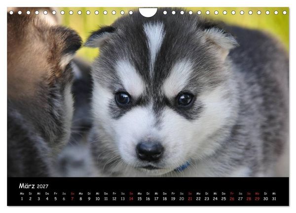 Produktbild: Huskys - Traumhunde (Wandkalender 2027 DIN A4 quer), CALVENDO Monatskalender