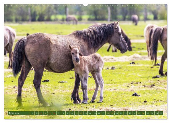 Produktbild: D&uuml;lmen - Wildpferde, Burgen und Schl&ouml;sser (hochwertiger Premium Wandkalender 2026 DIN A2 quer), Kunstdruck in Hochglanz