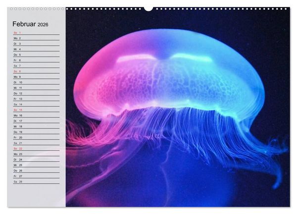 Produktbild: Quallen. &Auml;therische Wunderwesen (hochwertiger Premium Wandkalender 2026 DIN A2 quer), Kunstdruck in Hochglanz