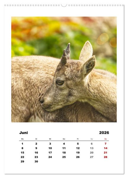 Produktbild: Alpen-Steinb&ouml;cke, imposante Horntr&auml;ger (Wandkalender 2026 DIN A2 hoch), CALVENDO Monatskalender