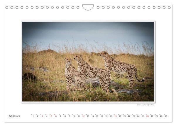 Produktbild: Emotionale Momente: Gro&szlig;e Raubkatzen der Welt. (Wandkalender 2026 DIN A4 quer), CALVENDO Monatskalender
