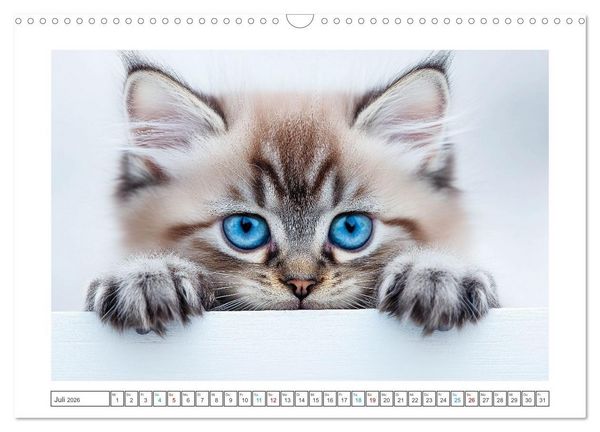 Produktbild: Samtpfoten-Sinfonie (Wandkalender 2026 DIN A3 quer), CALVENDO Monatskalender