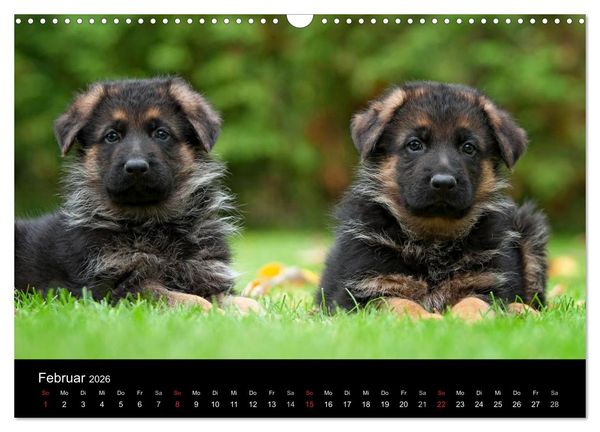 Produktbild: Deutscher Sch&auml;ferhund - Welpen (Wandkalender 2026 DIN A3 quer), CALVENDO Monatskalender
