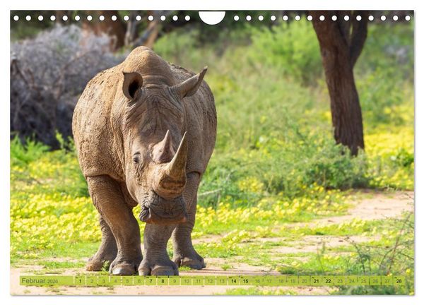 Produktbild: Das s&uuml;dliche Afrika 2026 (Wandkalender 2026 DIN A4 quer), CALVENDO Monatskalender