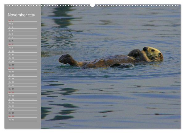 Produktbild: Otter. Frech, laut und clever (Wandkalender 2026 DIN A2 quer), CALVENDO Monatskalender