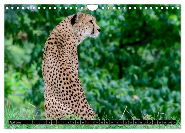 Produktbild: Afrika - Welt der Tiere (Wandkalender 2026 DIN A4 quer), CALVENDO Monatskalender