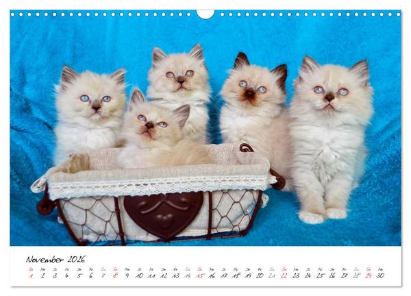 Produktbild: Katzenparade (Wandkalender 2026 DIN A3 quer), CALVENDO Monatskalender