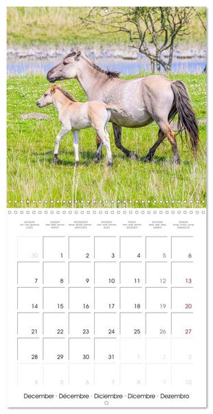 Produktbild: Konik horses (Wall Calendar 2026 12 &times; 12 Inch) CALVENDO 12 Month Wall Calendar