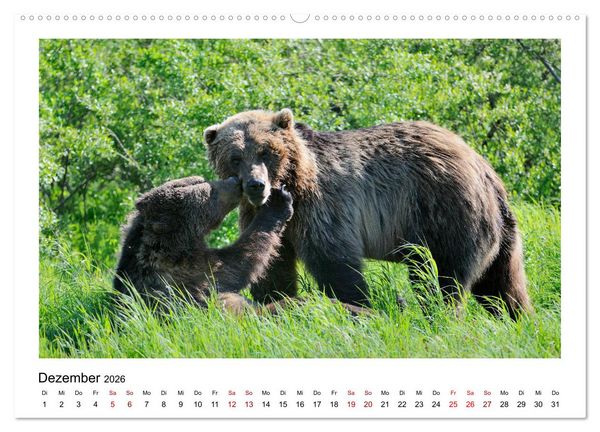 Produktbild: Braunb&auml;ren in Alaska (Wandkalender 2026 DIN A2 quer), CALVENDO Monatskalender