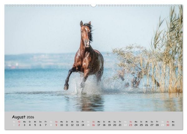 Produktbild: Pferde - Anmut und St&auml;rke gepaart mit Magie (Wandkalender 2026 DIN A2 quer), CALVENDO Monatskalender