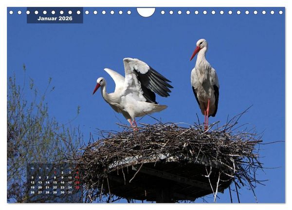 Produktbild: Gl&uuml;cksbringer (Wandkalender 2026 DIN A4 quer), CALVENDO Monatskalender