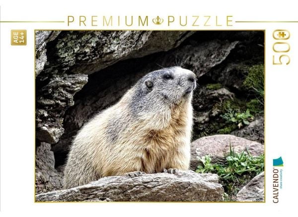 CALVENDO Puzzle Murmeltier.....Luft schnuppern | 500 Teile Lege-Größe 48 × 36 cm Foto-Puzzle für Erwachsene