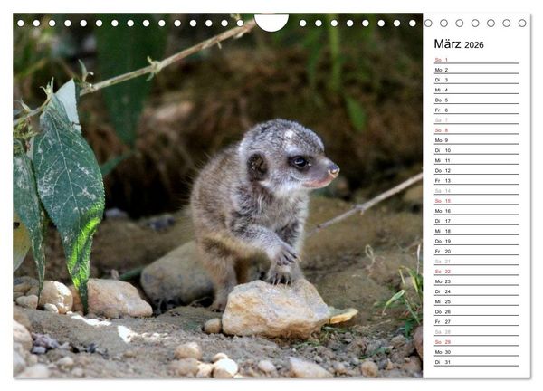 Produktbild: Erdm&auml;nnchen - Die Kobolde im Tierreich (Wandkalender 2026 DIN A4 quer), CALVENDO Monatskalender