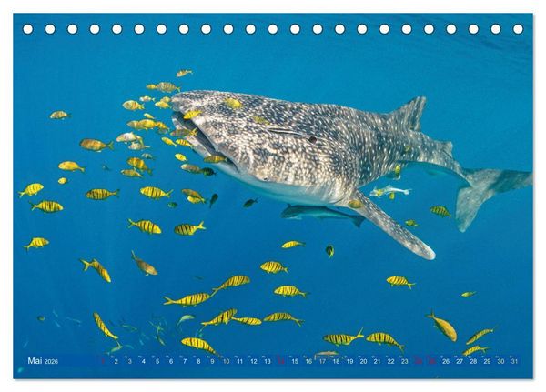 Produktbild: Tauchen: Wunderbares tiefblaues Meer (Tischkalender 2026 DIN A5 quer), CALVENDO Monatskalender