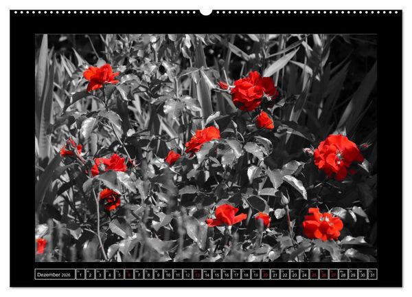 Produktbild: Schwarz-Wei&szlig;-Rot (Wandkalender 2026 DIN A2 quer), CALVENDO Monatskalender