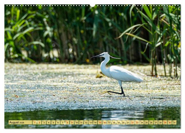 Produktbild: Donaudelta - Europas gro&szlig;es Vogelparadies (Wandkalender 2026 DIN A2 quer), CALVENDO Monatskalender