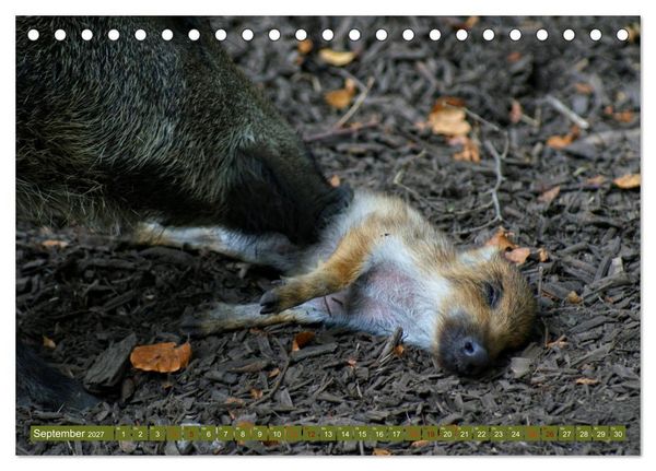 Produktbild: Wildschweins Kinderstube - Freche Frischlinge (Tischkalender 2027 DIN A5 quer), CALVENDO Monatskalender