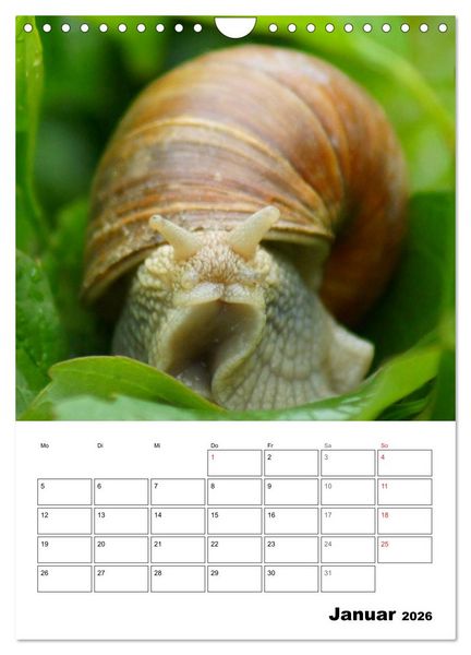 Produktbild: Die geheimnisvolle Welt der Schnecken (Wandkalender 2026 DIN A4 hoch), CALVENDO Monatskalender