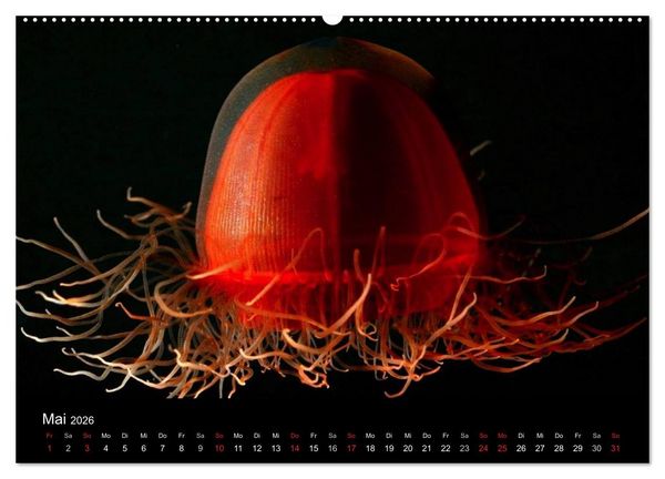 Produktbild: Quallen &bull; &Auml;therische Wunderwesen (hochwertiger Premium Wandkalender 2026 DIN A2 quer), Kunstdruck in Hochglanz