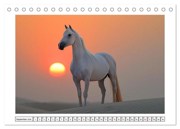 Produktbild: Bezaubernde Eleganz wei&szlig;er Pferde (Tischkalender 2026 DIN A5 quer), CALVENDO Monatskalender