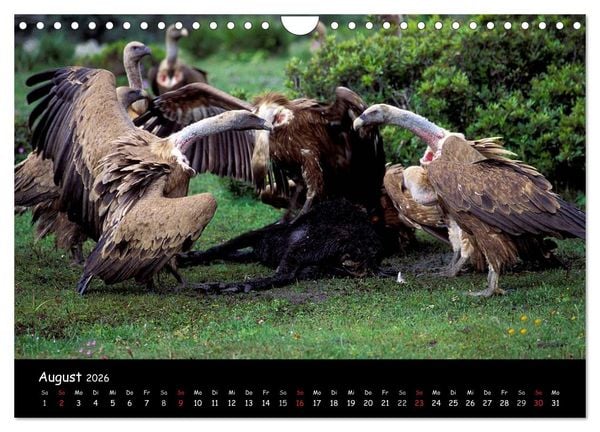 Produktbild: Unter Geiern auf Mallorca: Ein Projekt der Naturschutzstiftung Vida Silvestre Mediterr&aacute;nea (Wandkalender 2026 DIN A4 quer), CALVENDO Monatskalender