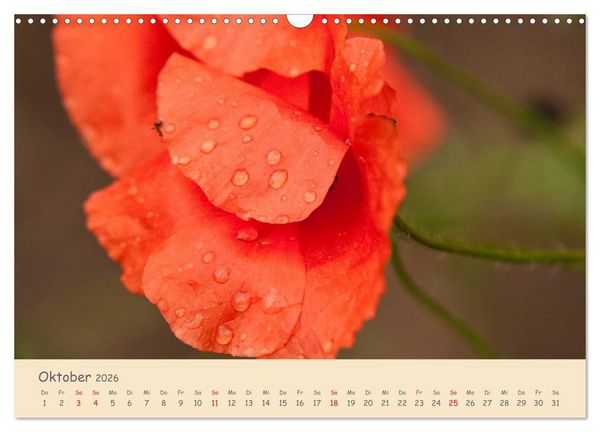 Produktbild: Mohnblumen - rote Sch&ouml;nheiten (Wandkalender 2026 DIN A3 quer), CALVENDO Monatskalender