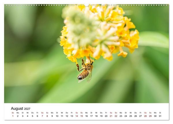 Produktbild: Bunter Nektarrausch - Nektarsammler in leuchtenden Farben (hochwertiger Premium Wandkalender 2027 DIN A2 quer), Kunstdruck in Hochglanz
