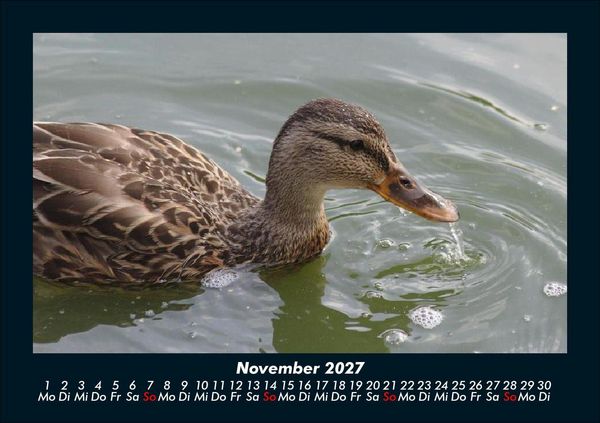 Produktbild: Enten 2027 Fotokalender DIN A5