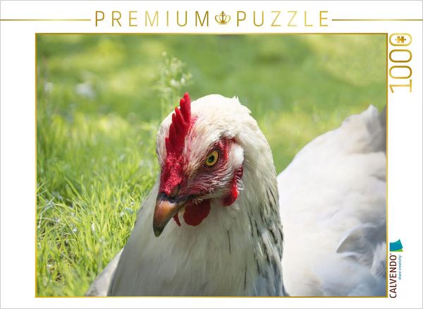 Produktbild: CALVENDO Puzzle Gl&uuml;ckliche Freilandh&uuml;hner | 1000 Teile Lege-Gr&ouml;&szlig;e 64x48cm Foto-Puzzle f&uuml;r gl&uuml;ckliche Stunden