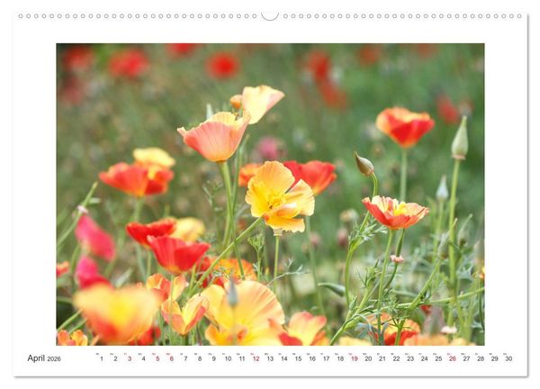 Produktbild: Bl&uuml;ten eines Sommers (hochwertiger Premium Wandkalender 2026 DIN A2 quer), Kunstdruck in Hochglanz