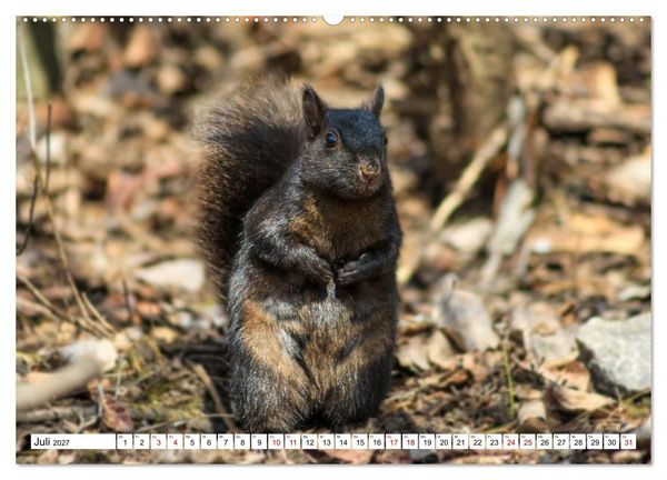 Produktbild: Eichh&ouml;rnchen - Kleine Tiere mit gro&szlig;em Charakter (Wandkalender 2027 DIN A2 quer), CALVENDO Monatskalender