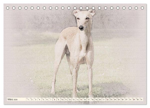 Produktbild: Whippet 2026 (Tischkalender 2026 DIN A5 quer), CALVENDO Monatskalender