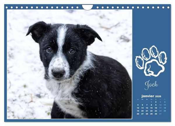 Produktbild: Border collie puppies (Calendrier mural 2026 DIN A4 vertical), CALVENDO calendrier mensuel